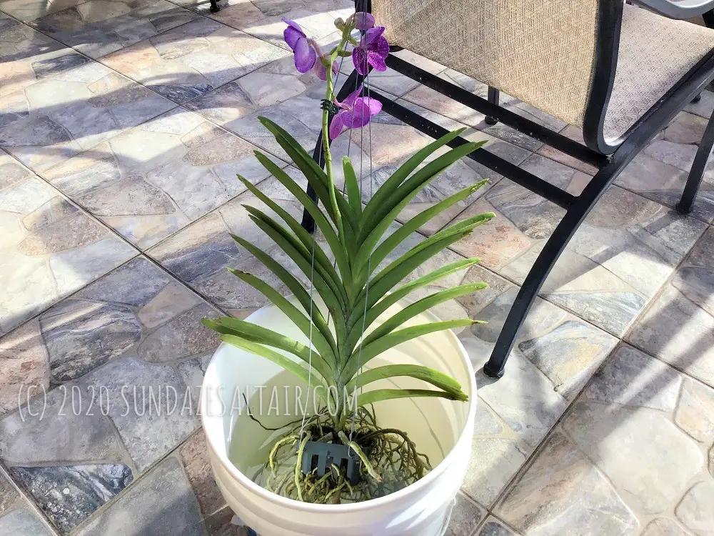 How to water a vanda orchid using a bucket - purple vanda in hanging basket takes in a drink