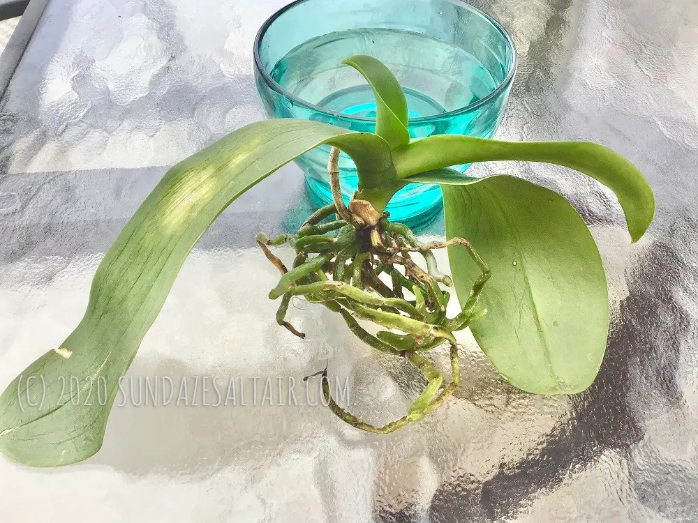 Why Are The Leaves Of My Orchid Wrinkled, Dry & Leathery & how to fix it - freshly hydrated orchid roots changed from silver to green