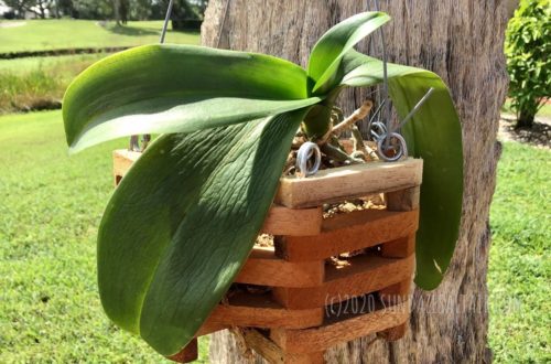 Why Are The Leaves Of My Orchid Wrinkled, Dry & Leathery? How To Fix It? An otherwise healthy phalaenopsis with a wrinkled leaf in a basket hanging on a palm tree