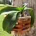 Why Are The Leaves Of My Orchid Wrinkled, Dry & Leathery? How To Fix It? An otherwise healthy phalaenopsis with a wrinkled leaf in a basket hanging on a palm tree