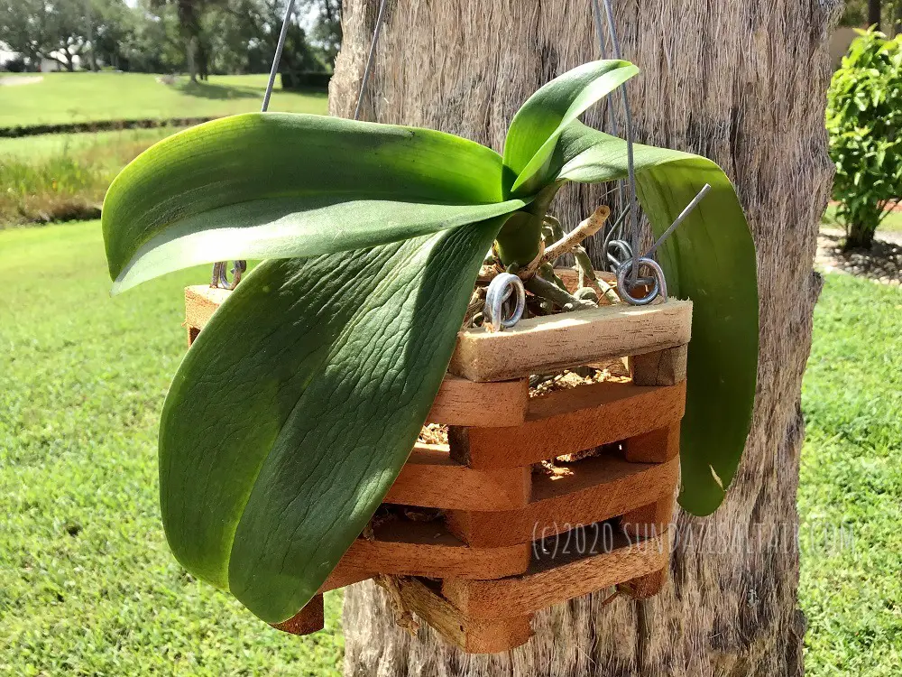 Why Are The Leaves Of My Orchid Wrinkled, Dry & Leathery? How To Fix It? An otherwise healthy phalaenopsis with a wrinkled leaf in a basket hanging on a palm tree