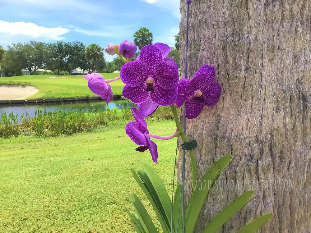 How to water a Vanda orchid like this beautiful purple one in a hanging basket on a palm tree in front of a lake