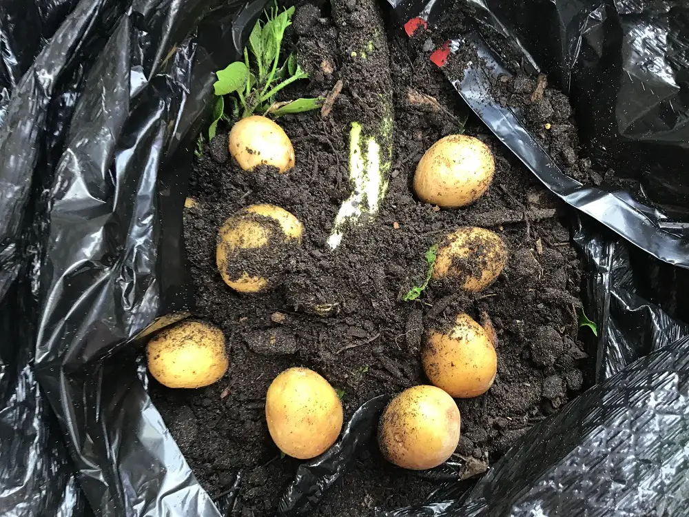 Harvest your own fresh potato crop in a bag with little effort.