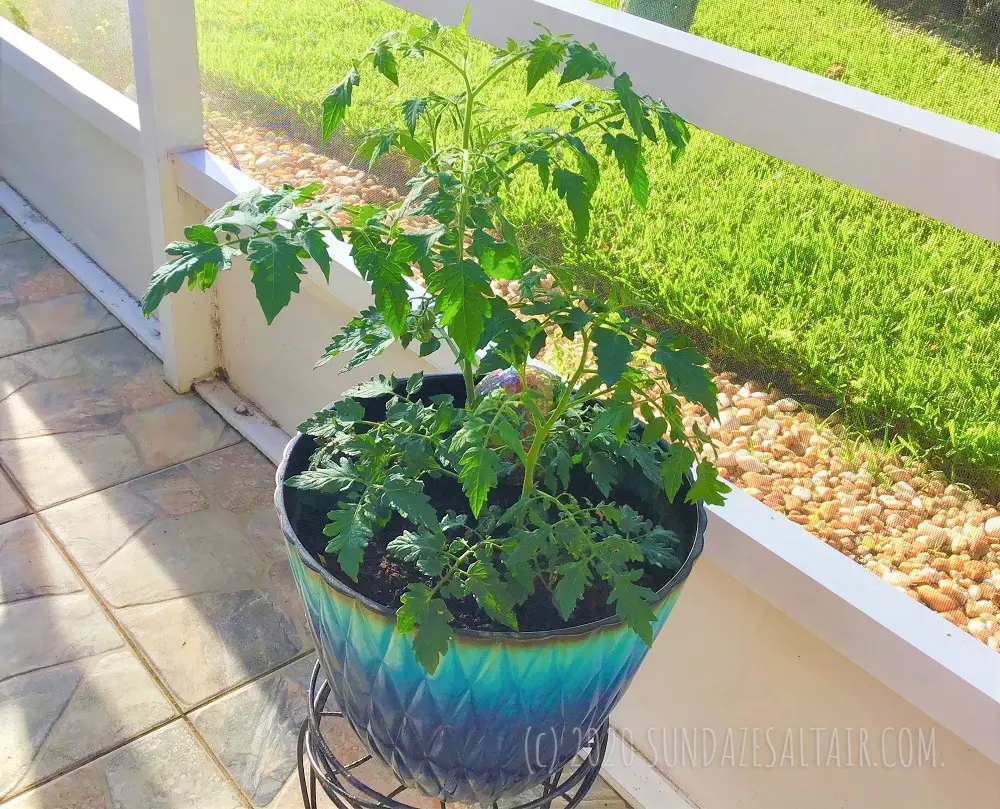 Grow Tomatoes In Pots Easily For The Tastiest, Freshest Tomatoes Ever_ Make sure your tomato container garden is positioned to get between 6 to 8 hours of sun a day