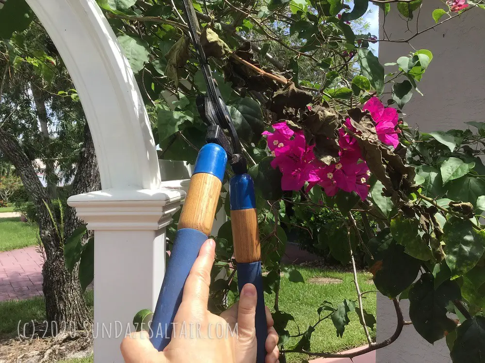 How To Prune A Bougainvillea For Maximum Blooming Potential_ Prune dead shoots to promote blooming