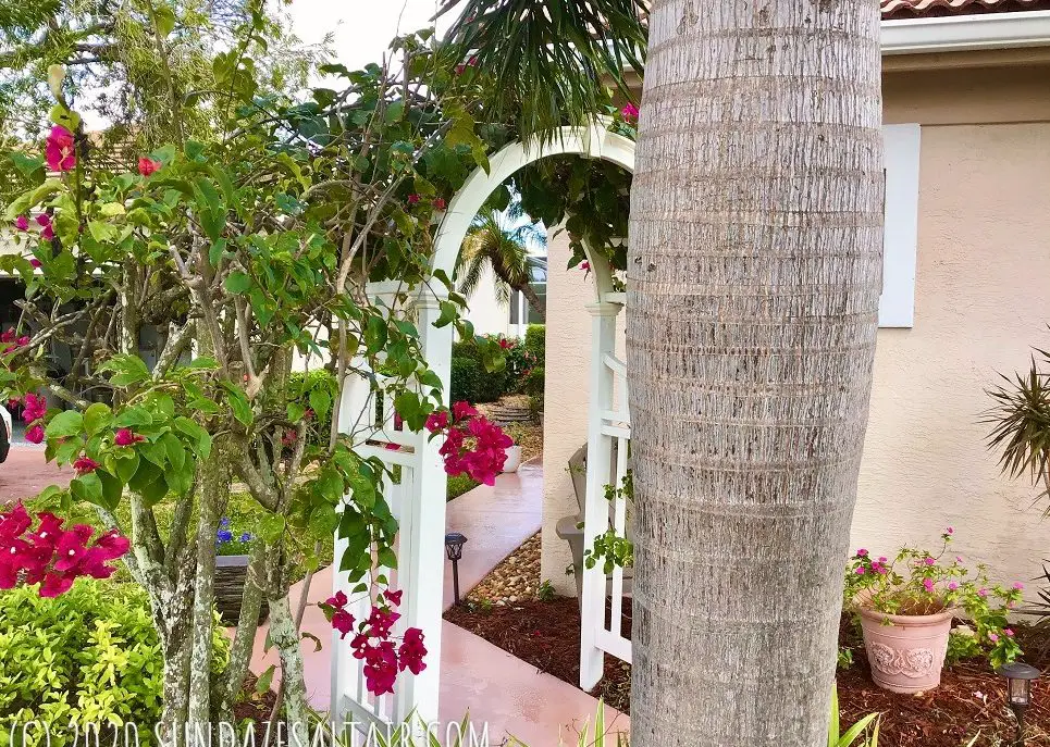 How To Prune A Bougainvillea For Maximum Blooming Potential_Prune to clear garden paths & train your bougainvillea over an arbor