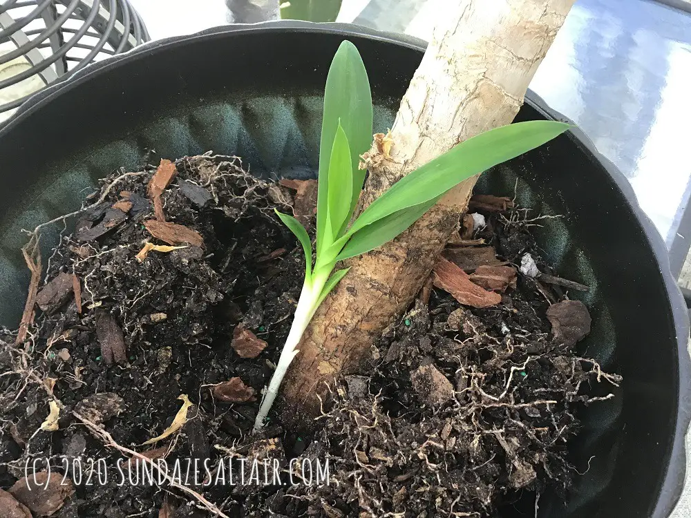 What Is Growing Out Of My Yucca? Growing A New Yucca From Side Shoots