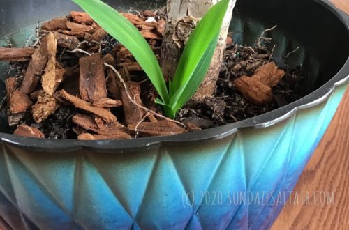What Is Growing Out Of My Yucca_ How To Easily Grow A New Yucca From Side Shoots