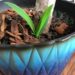 What Is Growing Out Of My Yucca_ How To Easily Grow A New Yucca From Side Shoots