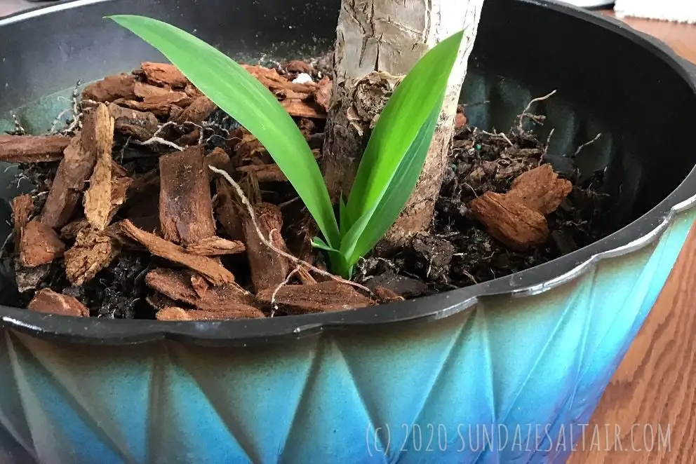 What Is Growing Out Of My Yucca_ How To Easily Grow A New Yucca From Side Shoots