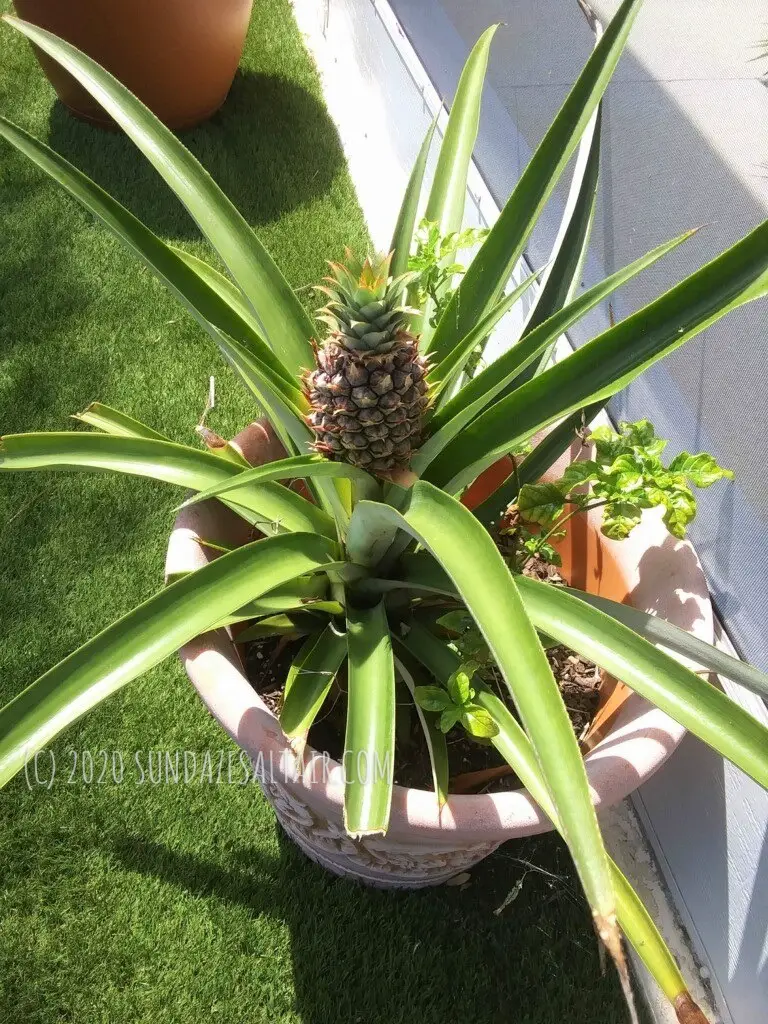 Grow a pineapple easily in a container