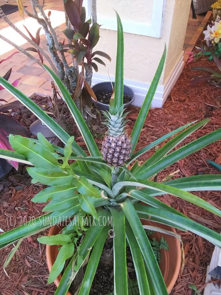 Grow your own pineapple in a pot