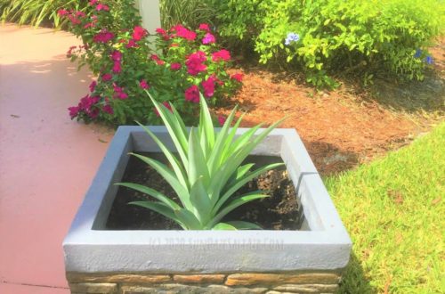 How To Grow A Pineapple From Another Pineapple Top Easily (With Pictures)... Beautiful pineapple plant grows in a beautiful stone pot