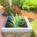 How To Grow A Pineapple From Another Pineapple Top Easily (With Pictures)... Beautiful pineapple plant grows in a beautiful stone pot