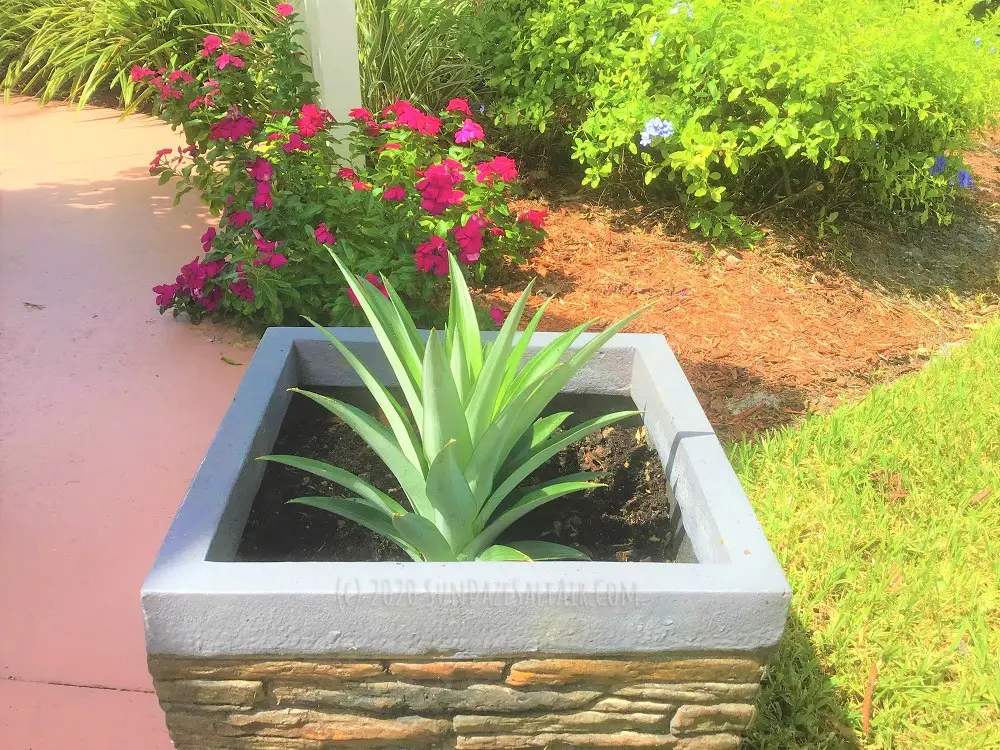 How To Grow A Pineapple From Another Pineapple Top Easily (With Pictures)... Beautiful pineapple plant grows in a beautiful stone pot