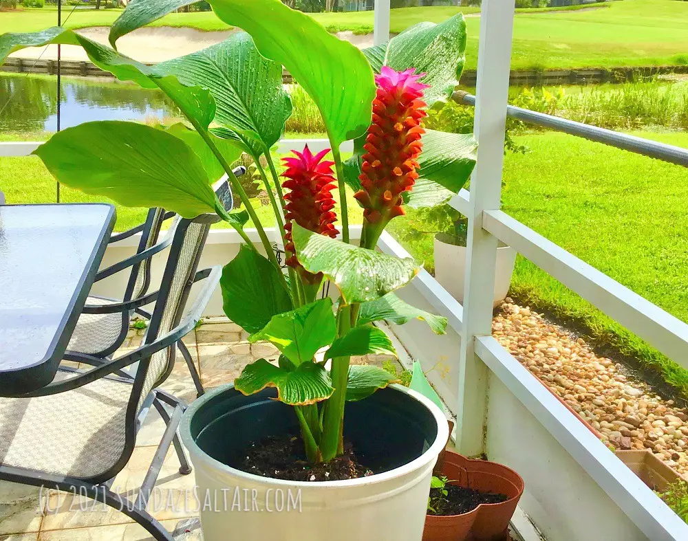How To Grow A Torch Ginger (Curcuma) Like A Pro also known as Ban Rai Red