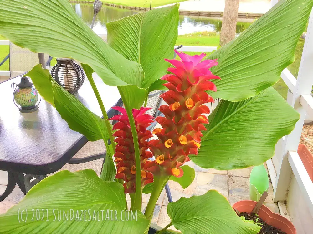 How-To-Care-For-A-Torch-Ginger-Curcuma-&-Add-A-Stunning-Tropical-Look-To-Your-Home-&-Garden-Like-This-Potted-Torch-Ginger-Overlooking-The-Serenity-Of-The-Water