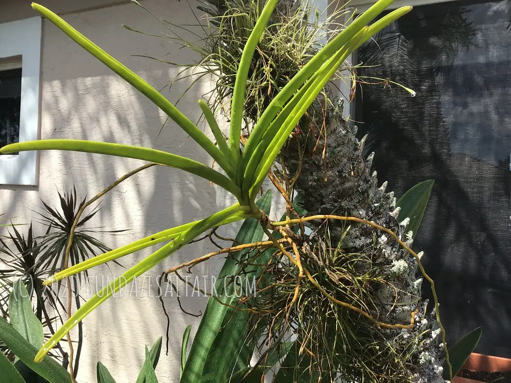 How To Remove An Orchid From A Tree Even If Its Roots Are Well-Attached