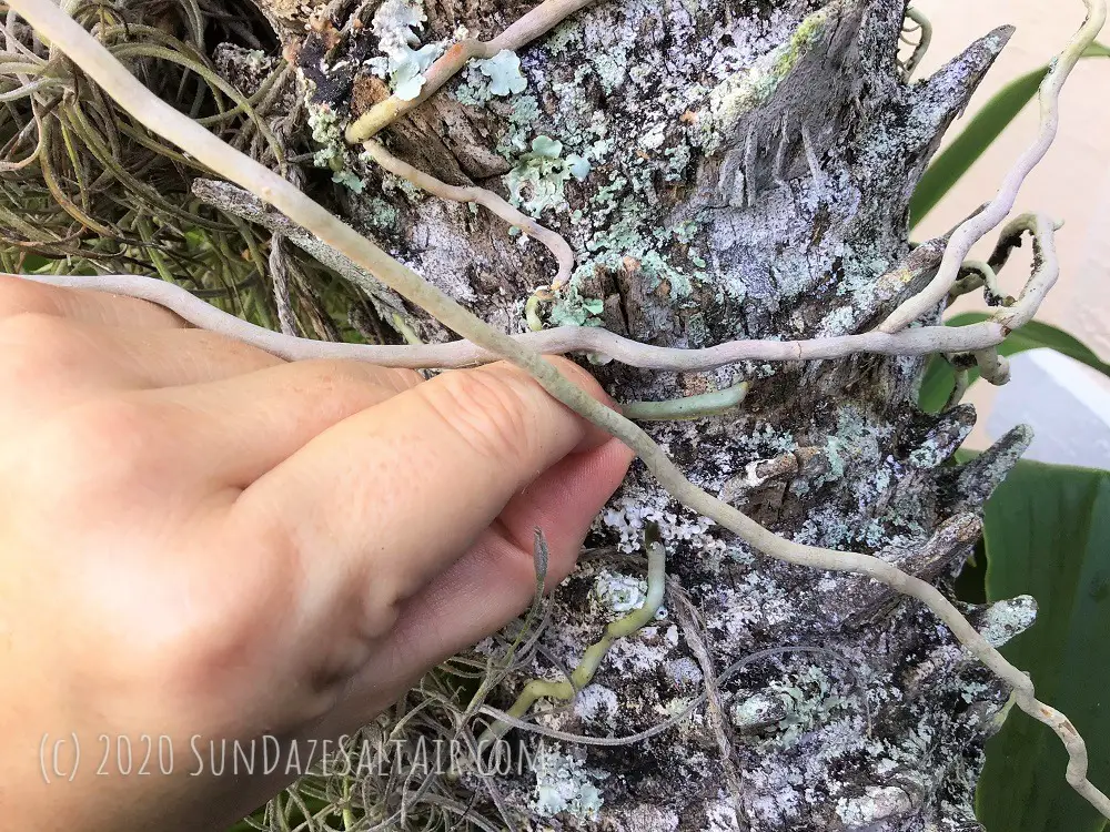 How To Remove An Orchid From A Tree Plus Why You Should Even If Its Roots Are Well-Attached - Water the roots before attempting to remove them