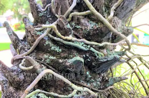 How To Remove An Orchid From A Tree... This healthy vanda has its roots almost embedded into the bark of this tree