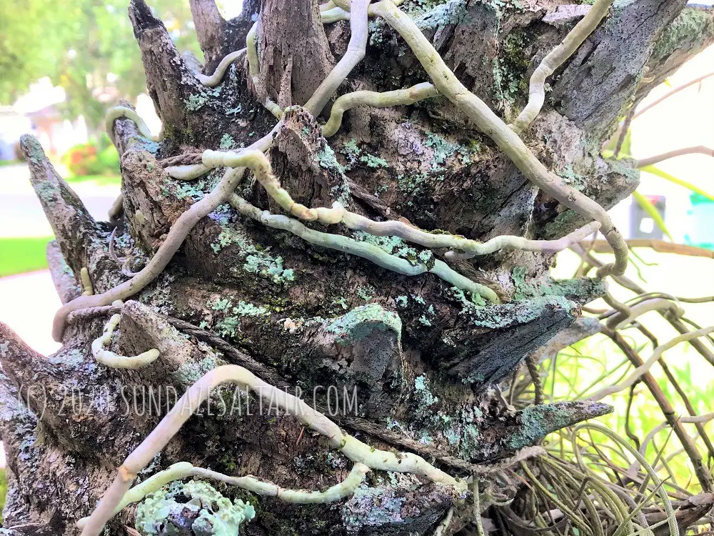 How To Remove An Orchid From A Tree... This healthy vanda has its roots almost embedded into the bark of this tree