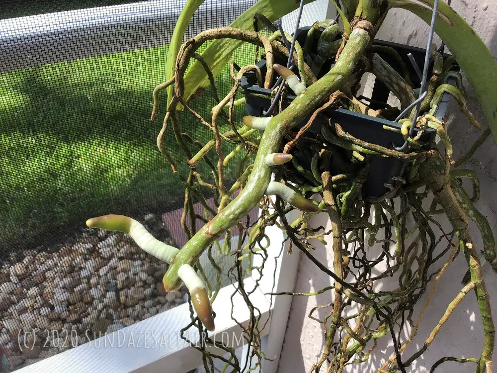 How To Water A Vanda Orchid For Maximum Blooming Potential... Seven weeks of following this watering routine has spawned the growth of multiple new roots on this vanda