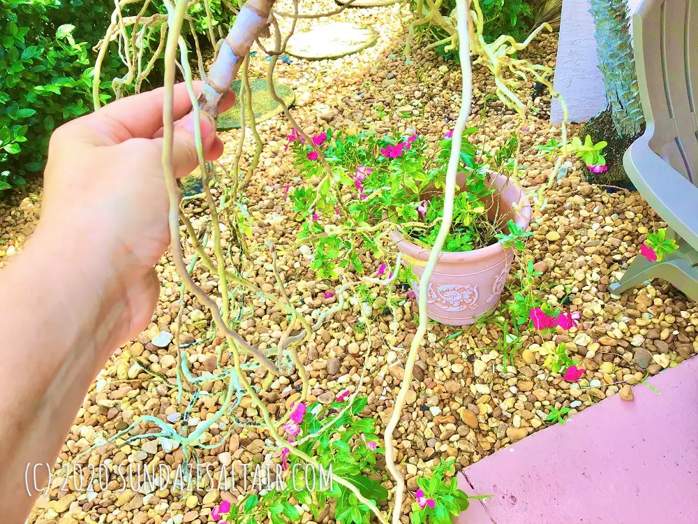 Newly detached orchid from tree still has its roots intact