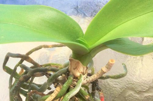 What does a red root tip mean on an orchid? This phalaenopsis orchid has a bright red-tipped root