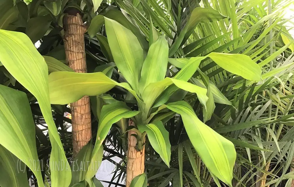 Why Are The Leaf Tips Of Your Corn Plant Brown & Drooping & How To Fix It