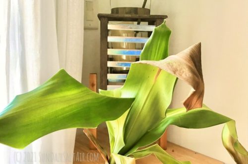 Why Are The Leaf Tips Of Your Corn Plant Brown & Drooping? How To Revive A Drooping Corn Plant, Dracaena