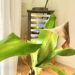 Why Are The Leaf Tips Of Your Corn Plant Brown & Drooping? How To Revive A Drooping Corn Plant, Dracaena
