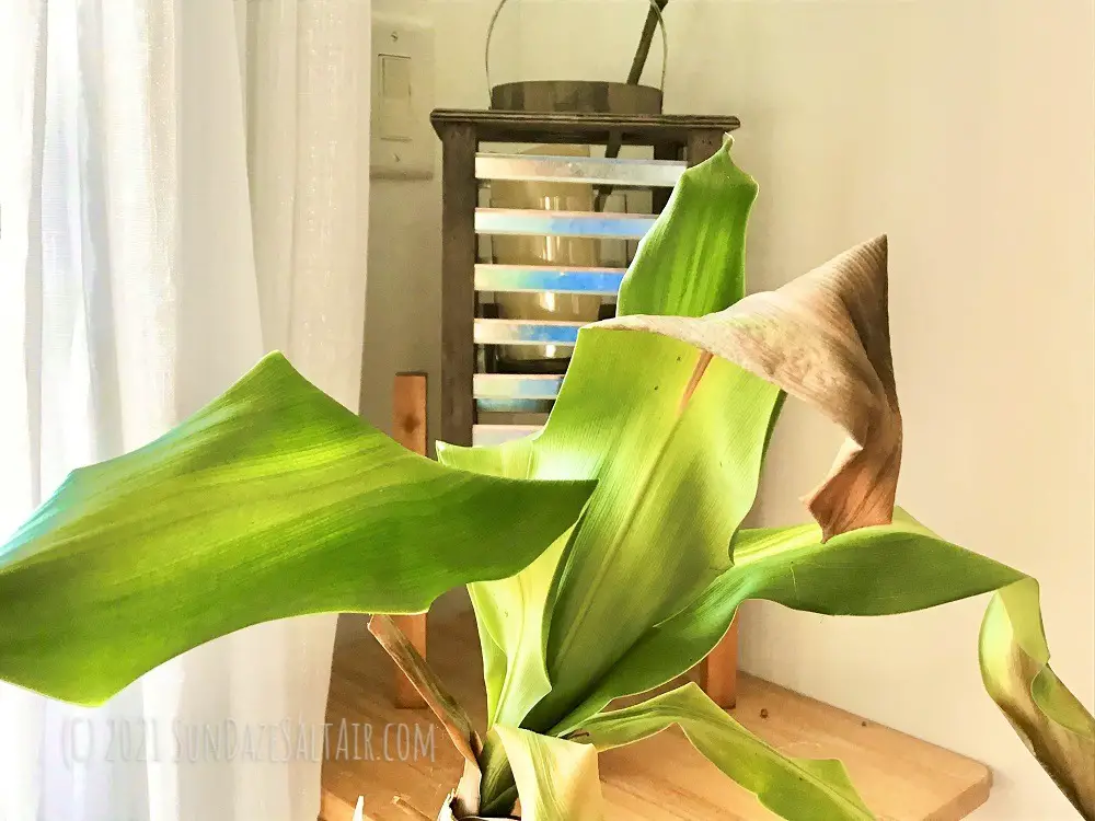 Why Are The Leaf Tips Of Your Corn Plant Brown & Drooping? How To Revive A Drooping Corn Plant, Dracaena