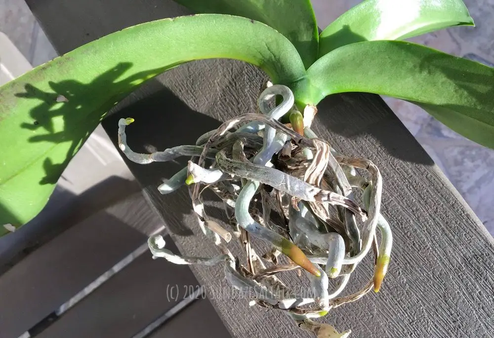 Why Your Orchid Has A Red Root Tip Or Hints Of Reddish-Purple Pigments Showing In Its Roots