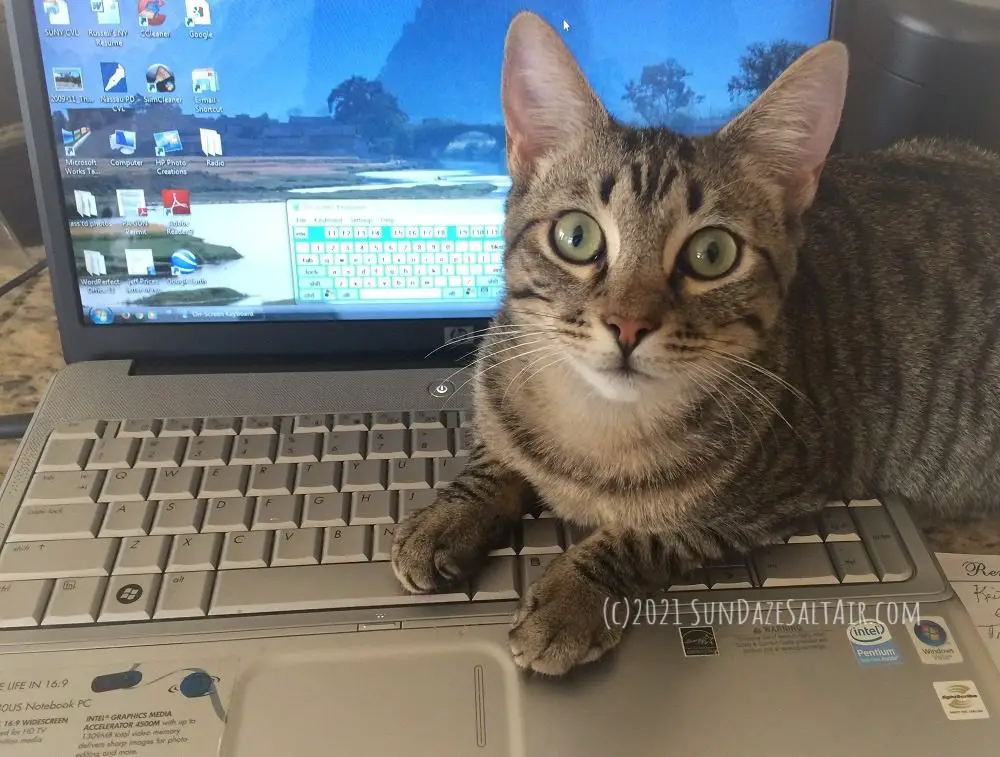 Cannot Send Mail Because Outgoing Server Failed - Cat sits at computer to try quick fix when email won't send