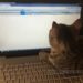 Cannot Send Mail Because Outgoing Server Failed - Quick Fix For When Your Email Won't Send... Cat Sitting & Working At Computer