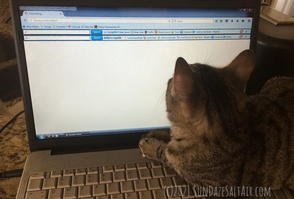 Cannot Send Mail Because Outgoing Server Failed - Quick Fix For When Your Email Won't Send... Cat Sitting & Working At Computer