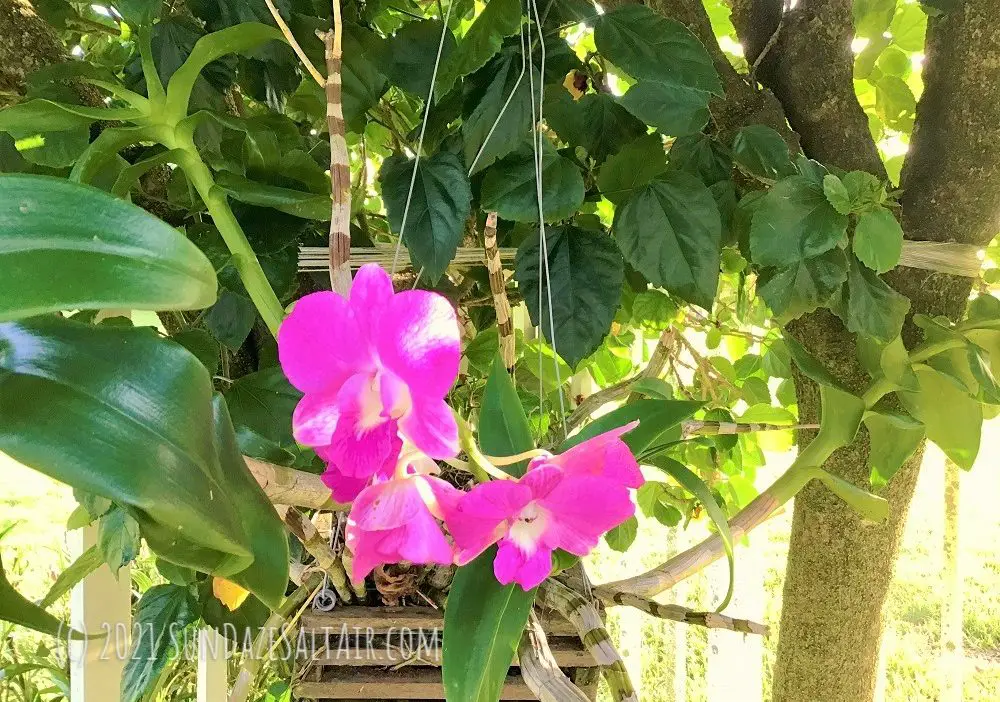 How to propagate a Dendrobium orchid - this pink Dendrobium in a hanging basket shows numerous healthy canes (& some keikis) that may be propagated