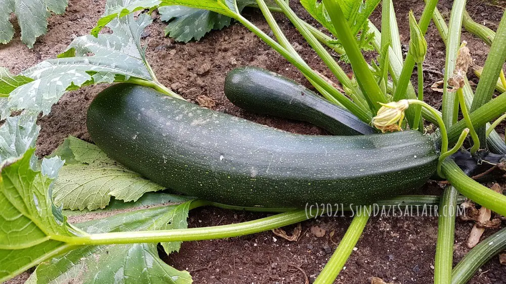 October Garden Chores_Essential Autumn Tasks In Your Garden_Harvest summer zucchini