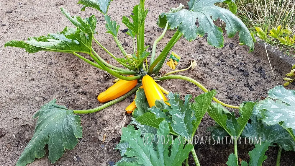 October Garden Chores_Essential Autumn Tasks Include Squash Harvesting