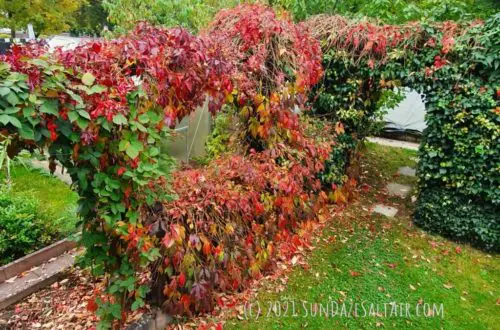 Essential fall tasks in your garden include appreciating the first rust-colored fall leaves of the garden