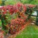 Essential fall tasks in your garden include appreciating the first rust-colored fall leaves of the garden