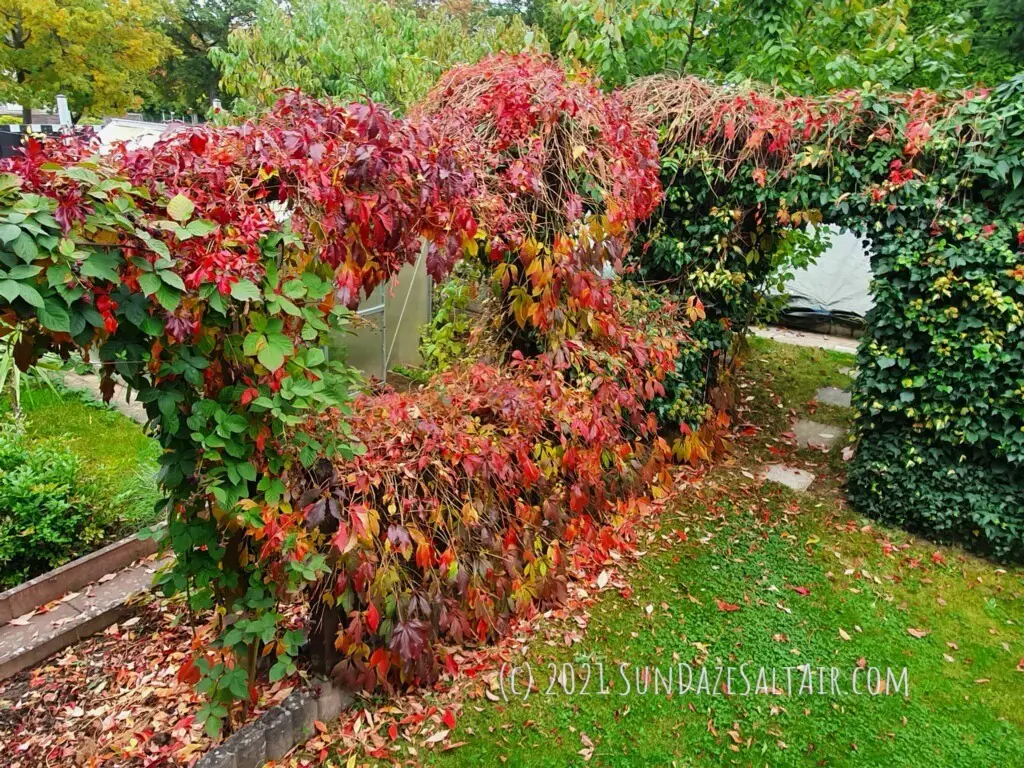 Essential fall tasks in your garden include appreciating the first rust-colored fall leaves of the garden