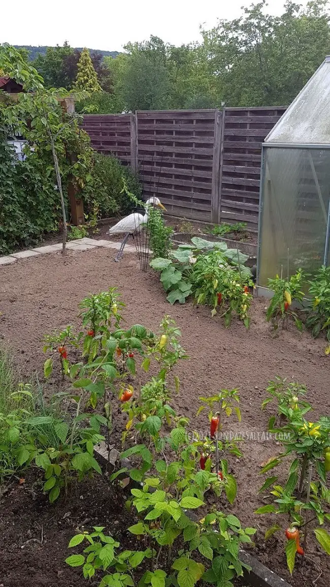 October garden chores include gathering the last red peppers of the season, digging up & potting some crops, & raking & cleaning garden beds. Here a white bird oversees the action. 