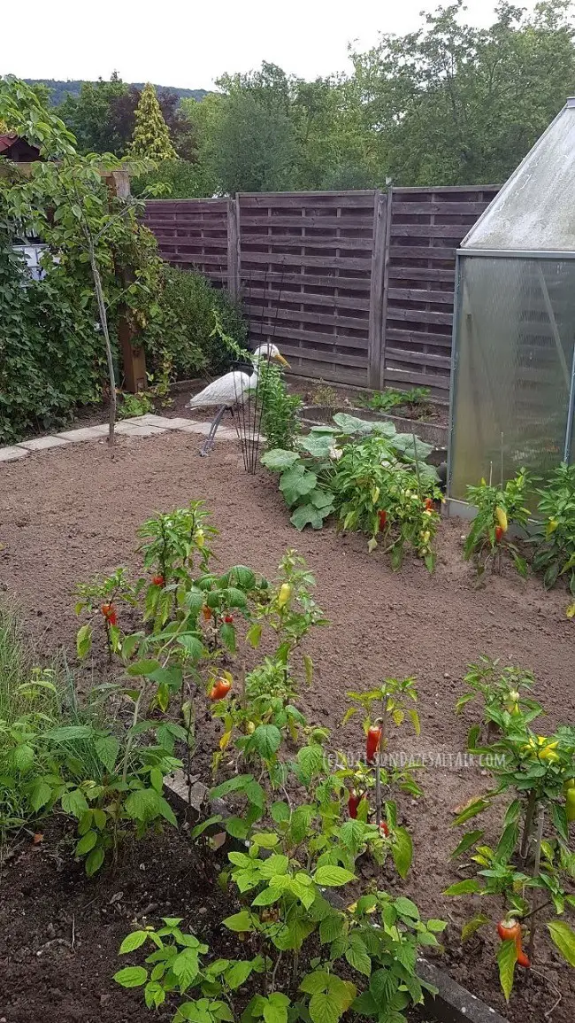 October garden chores include gathering the last red peppers of the season, digging up & potting some crops, & raking & cleaning garden beds. Here a white bird oversees the action. October garden chores include gathering the last red peppers of the season, digging up & potting some crops, & raking & cleaning garden beds. Here a white bird oversees the action.
