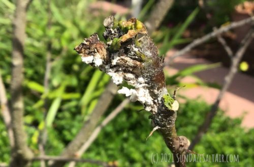 What Is That White Fuzzy Stuff On My Hibiscus? How To Rid A Hibiscus Of Mealy Bugs like these mealy bugs in a white cottony substance clustering around the stems and branches of this hibiscus