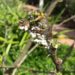 What Is That White Fuzzy Stuff On My Hibiscus? How To Rid A Hibiscus Of Mealy Bugs like these mealy bugs in a white cottony substance clustering around the stems and branches of this hibiscus