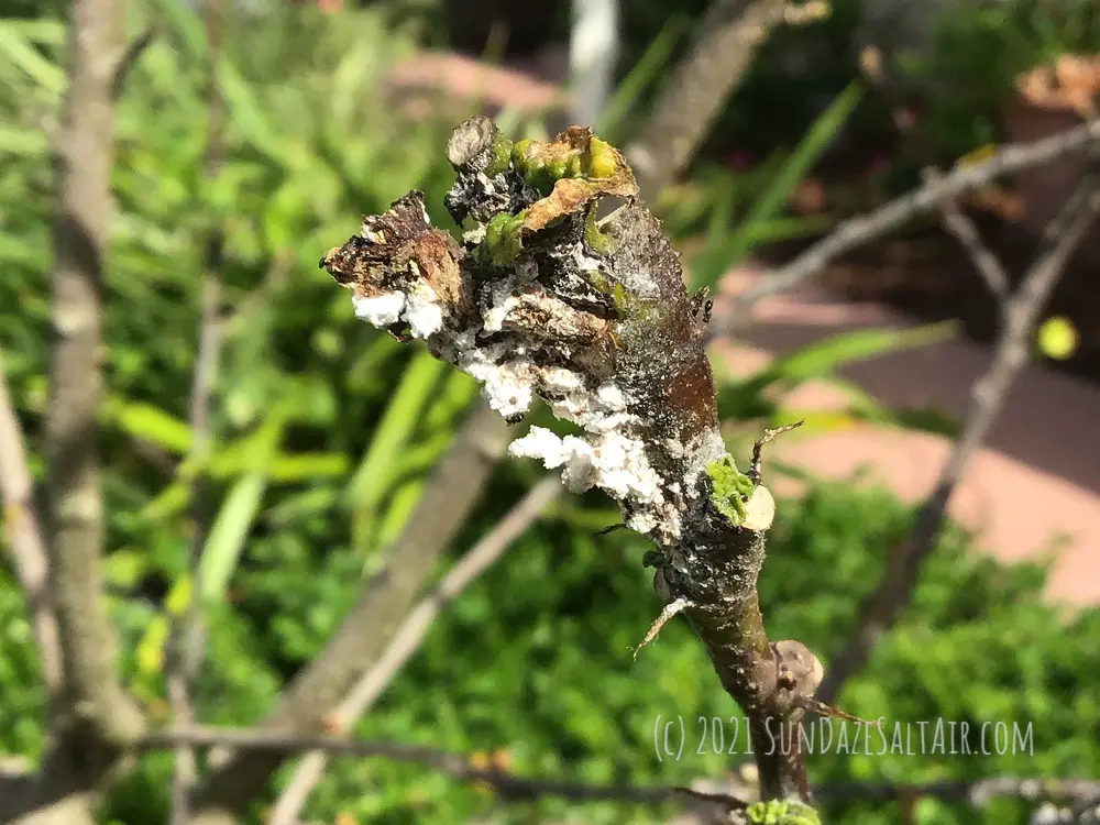 What Is That White Fuzzy Stuff On My Hibiscus? How To Rid A Hibiscus Of Mealy Bugs like these mealy bugs in a white cottony substance clustering around the stems and branches of this hibiscus