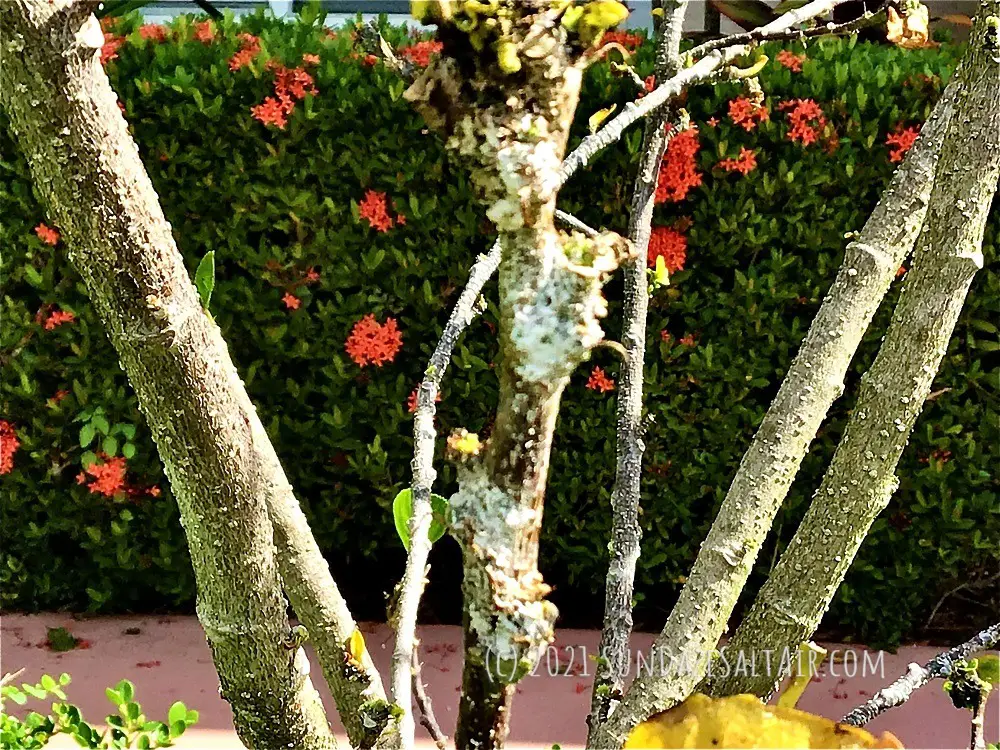 What Is That White Fuzzy Stuff On My Hibiscus_How to rid a hibiscus of threatening mealy bugs that cover hibiscus branches