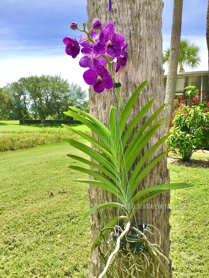 How to grow orchids bare root without a medium or pots like this beautiful vanda hanging from a palm tree