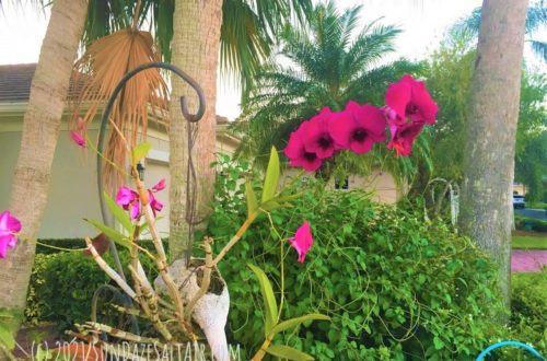 How To Grow Orchids Bare Root Without A Medium Or Pots-Can You Grow An Orchid Bare Root Or Almost Bare Root Like This Dendrobium Growing Through Shell-like Pottery Under A Tree